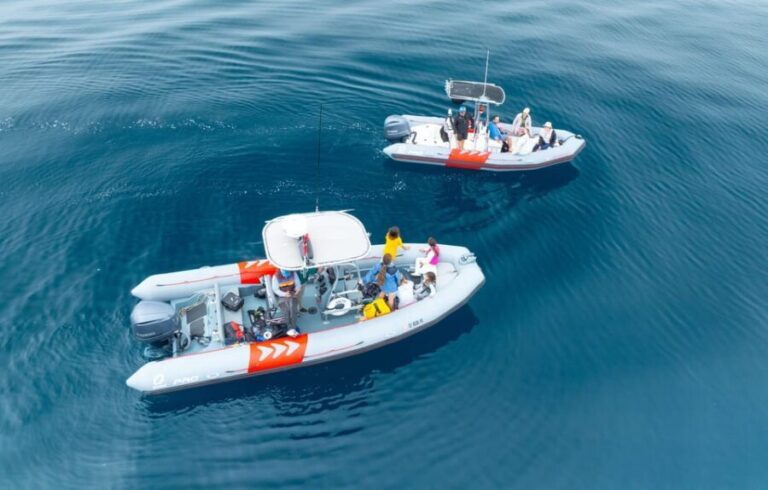 San Diego: Whale and Dolphin Watching Speedboat Tour - Who Is This Tour Best For?