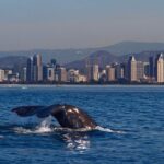 San Diego Whale Watching Cruise - Is This Tour Right for You?