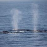 San Diego: Whale Watching Tour - The Value and Overall Experience