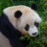 San Diego Zoo Admission Ticket - A Closer Look at the Experience