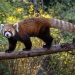 San Diego Zoo and Safari Park 2-Day Entry Ticket - Is This Worth the Price?