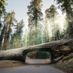 San Francisco: 2-Day Tour to Los Angeles with Parks - The Experience: Long Drives, Stunning Views, and Practical Comfort