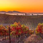 San Francisco Airport Private Transfer to Napa Valley - The Ride Itself: Comfort and Convenience