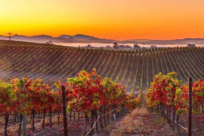 San Francisco Airport Private Transfer to Napa Valley - The Ride Itself: Comfort and Convenience