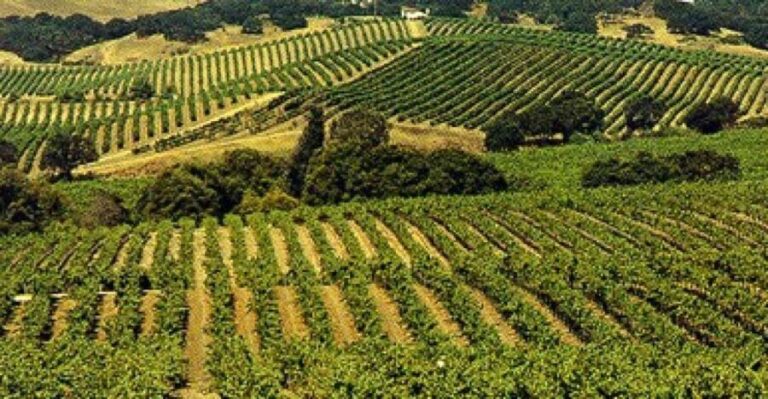 San Francisco: Half-Day Wine Country Tour with Wine Tastings - What’s Included and What’s Not