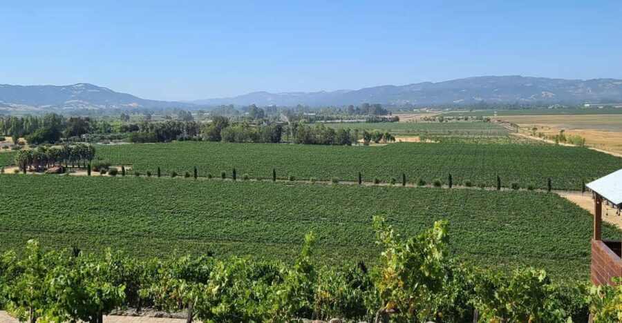 San Francisco: Half-Day Wine Tour with 2 Tastings Included - What Travelers Say: Real Experiences and Honest Feedback