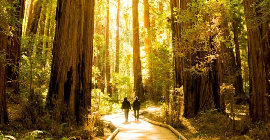 San Francisco: Muir Woods and Sausalito Experience - What People Are Saying