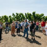 San Francisco: Muir Woods, Napa & Sonoma Valley Wine Tour - Muir Woods: Nature’s Grandeur in a Short Stop