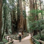 San Francisco, Muir Woods, Sausalito and optional Alcatraz tour - Analyzing the Itinerary: What You’ll See and Experience
