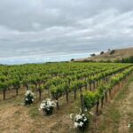 San Francisco: Napa & Sonoma Wine Tour & 24hr Hop-on Hop-off Tour - The City Tour: What to Expect