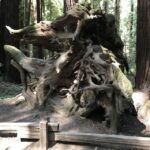 San Francisco: Private Muir Woods and Sausalito Tour - The Real-World Experience: Guests’ Perspectives