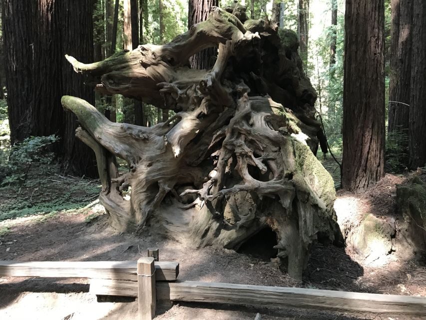 San Francisco: Private Muir Woods and Sausalito Tour - The Real-World Experience: Guests’ Perspectives