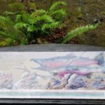 San Fransico: Muir Woods & Marin Headlands Private Tour - What to Expect from the Tour