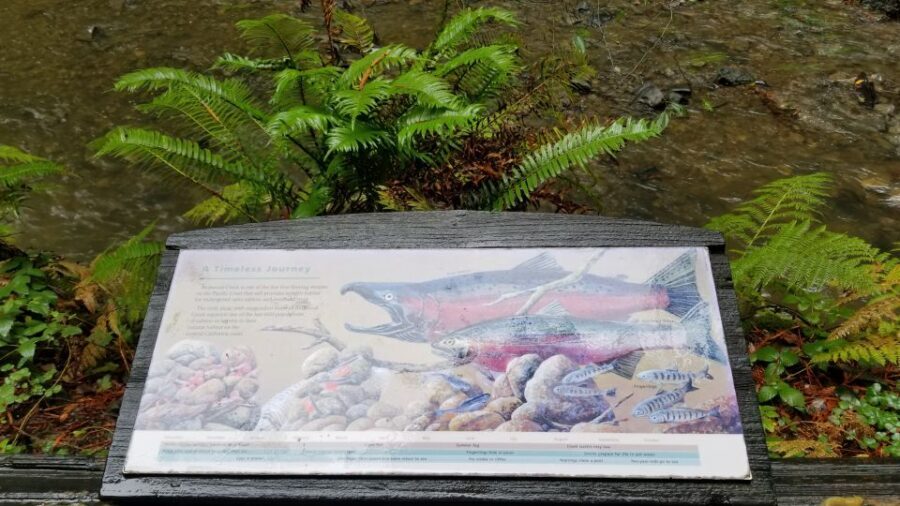 San Fransico: Muir Woods & Marin Headlands Private Tour - What to Expect from the Tour