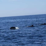 San José del Cabo: Ocean Safari - Is This Tour Right for You?