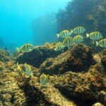 San Jose del Cabo Snorkeling Tour - Who Will Love This Tour?