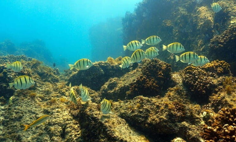 San Jose del Cabo Snorkeling Tour - Who Will Love This Tour?