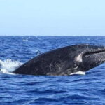 San José del Cabo: Whale Watching Experience - Who Is This Tour Best For?