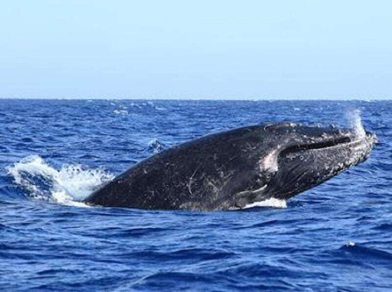 San José del Cabo: Whale Watching Experience - Who Is This Tour Best For?