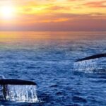 San Jose del Cabo Whale Watching Sunrise Tour - Pricing and Value