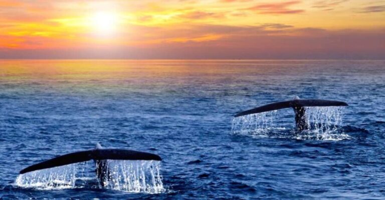 San Jose del Cabo Whale Watching Sunrise Tour - Pricing and Value