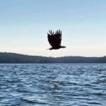 San Juan Island: Full Day Kayaking Tour with Lunch - The Pros and Cons