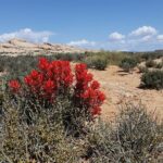 San Juan River and Hummer Cliff Dwelling Expedition - Frequently Asked Questions
