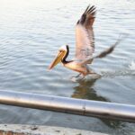 Sand Castles: The Remarkable Story of the San Francisco Embarcadero - The Downsides: What Could Be Better