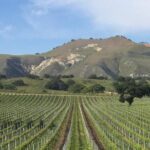 Santa Barbara's Original Afternoon Winery Tour - Price & Value