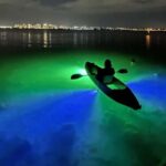 Sarasota: Glass Bottom Kayak Fish Feeding LED Night Tour - What to Expect from the Experience