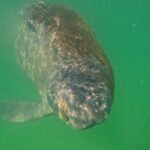 Sarasota Waterways Tour for All Ages - Who Is This Tour Best For?