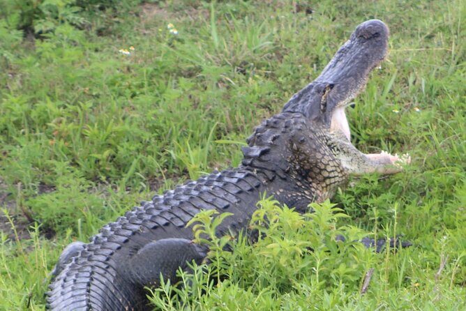 Sassys Silver Springs Kayak and Paddleboard Tours - What to Expect from the Tour