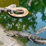 Savannah: Tybee Island Dolphin Tour - What Travelers Love (and What Could Be Better)