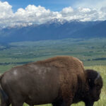 Scenic Driving Tour Flathead Lake and Bison Range - Who Should Consider This Tour?