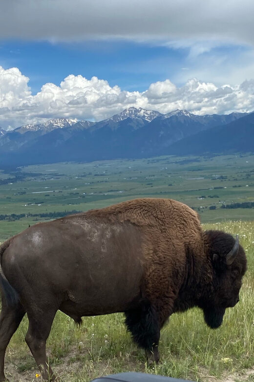 Scenic Driving Tour Flathead Lake and Bison Range - Who Should Consider This Tour?