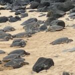 Scenic Road to Hana Adventure with Brunch - Why This Tour Stands Out