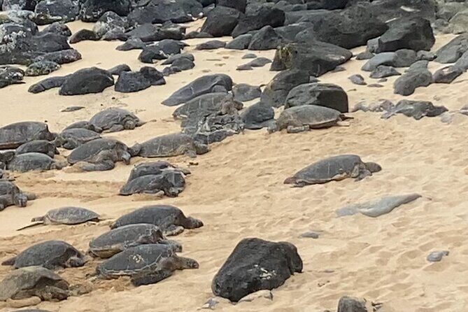 Scenic Road to Hana Adventure with Brunch - Why This Tour Stands Out