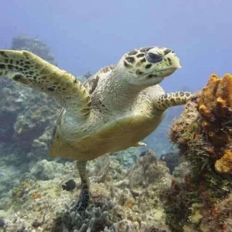 Scuba Cozumel: Experience from Boat, for Certified Divers - The Dive Experience