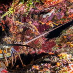 Scuba Dive in Playa del Carmen - 2 Dives (Certified divers) - The Dive Sites and Marine Life