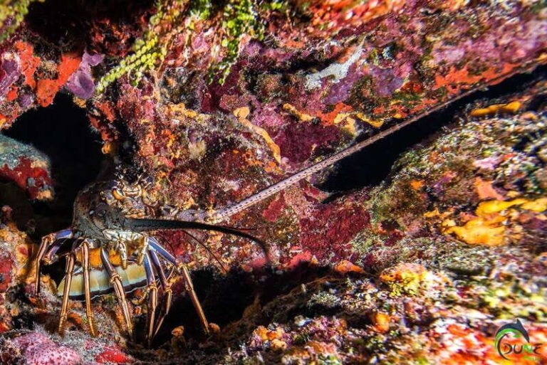 Scuba Dive in Playa del Carmen - 2 Dives (Certified divers) - The Dive Sites and Marine Life