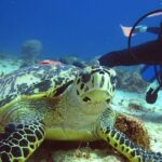 Scuba Dive in the best reefs in the Riviera Maya 2 tanks - What You’ll Experience on the Day