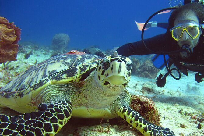 Scuba Dive in the best reefs in the Riviera Maya 2 tanks - What You’ll Experience on the Day