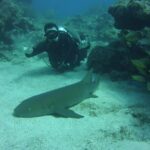 SCUBA Dive Key Largo Reef (min 6 divers) - The Experience in Detail