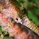 Scuba Dive The Beautiful Rottnest Island for Certified divers - Who Will Love This Tour?