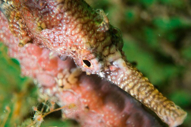 Scuba Dive The Beautiful Rottnest Island for Certified divers - Who Will Love This Tour?