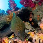 Scuba Dive the S.S. Yongala Wreck on the Great Barrier Reef. - The Bottom Line: Who Will Love This Tour?