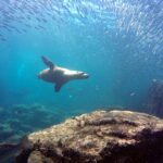 Scuba Diving Adventure in La Paz - The Experience for Different Travelers