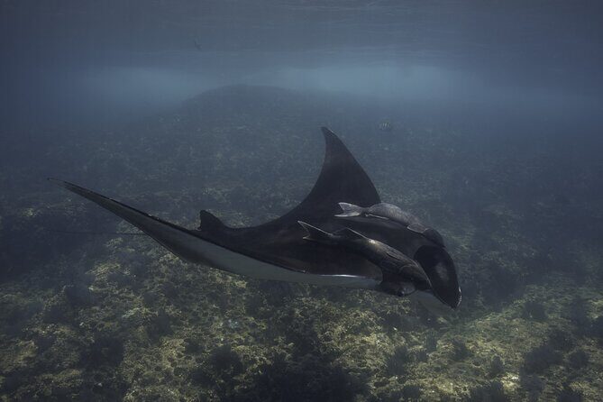 Scuba Diving in La Paz Private Tour - The Value of the All-Inclusive Package