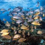 Scuba Diving in Playa del Carmen for Small Groups - The Value and Overall Experience