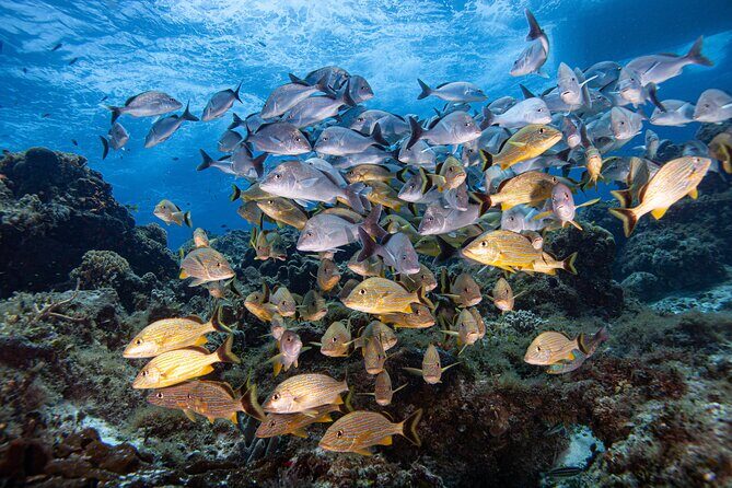 Scuba Diving in Playa del Carmen for Small Groups - The Value and Overall Experience